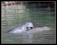 A baby Manatee