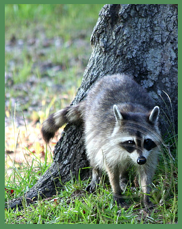 Backyard bandit