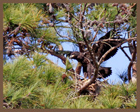 In the nest