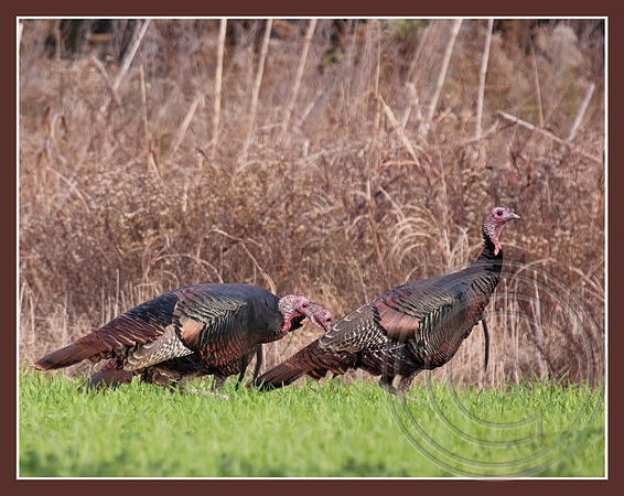 Wild Turkey trio
