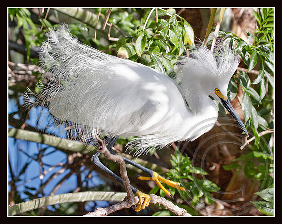 Lovely feathers