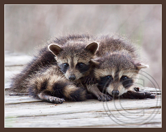 Raccoon kits