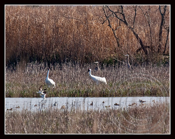 Whooping Cranes