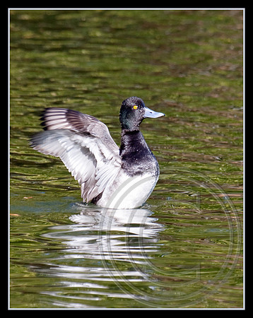 A male Lesser Scaup