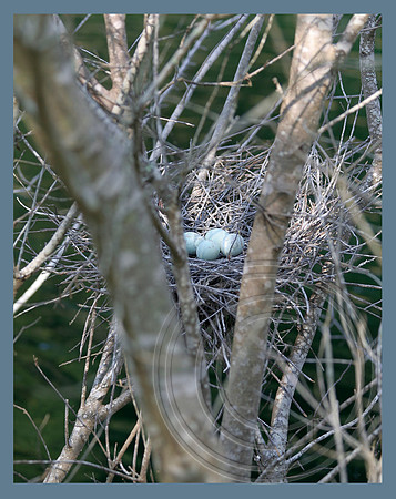 A Green Heron's nest