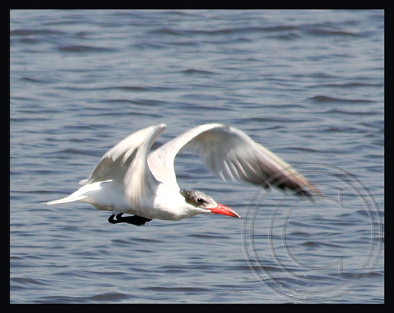 Tern in flight