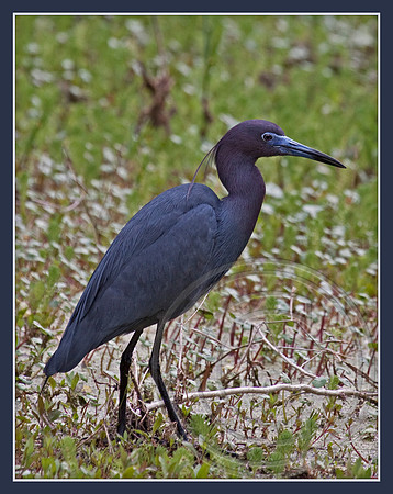 Little Blue Heron