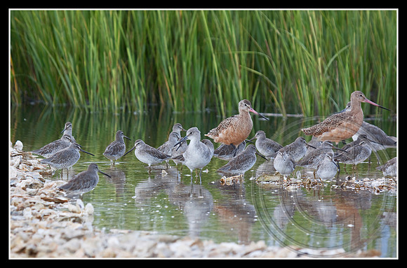 Birds along the marsh edge