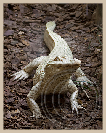 Albino Alligator