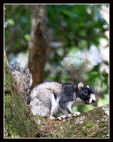 Fox Squirrel
