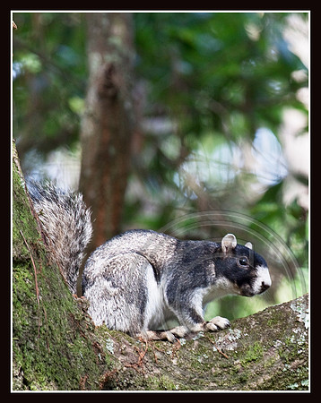Fox Squirrel