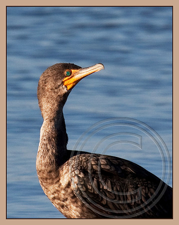 Double-crested Cormorant