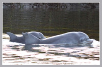 Adult and youngster
