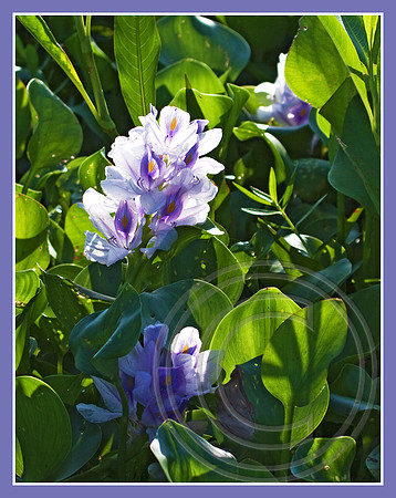 Water Hyacinth