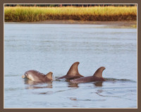 Bottlenose Dolphin