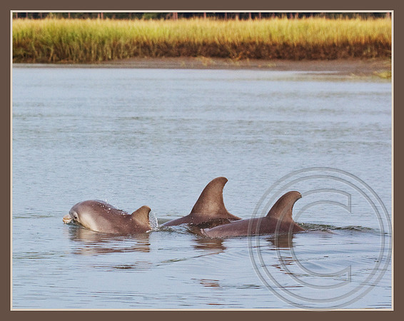 Bottlenose Dolphin