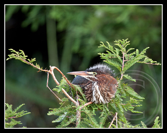 A comfortable branch