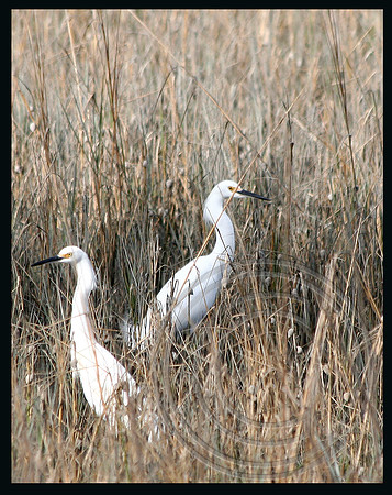 Two Snowy Egrets