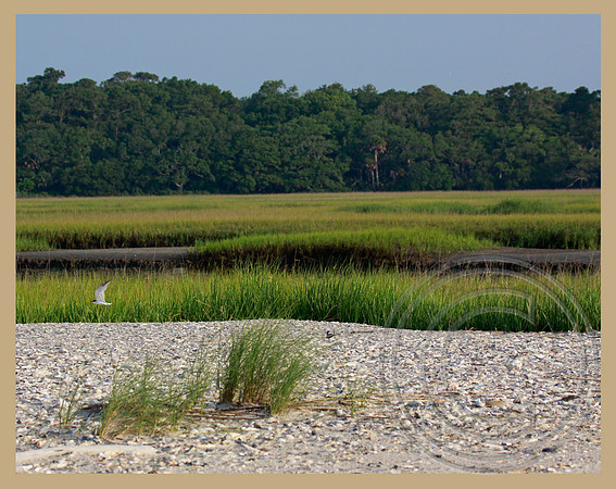 Marsh morning