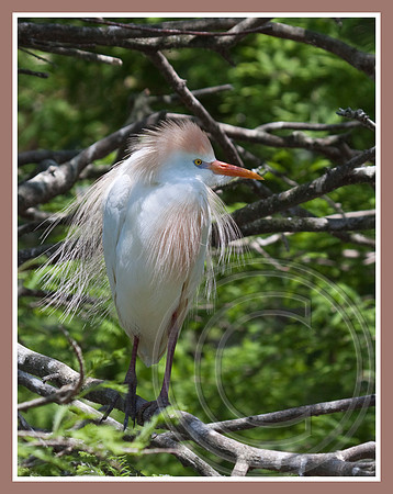 In breeding finery