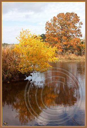 Fall colors
