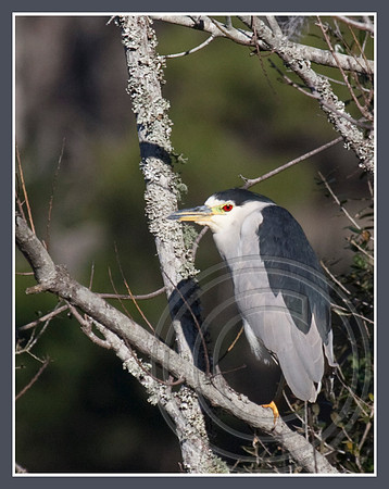 Black-crowned Night-heron