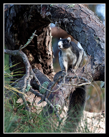 Fox Squirrel