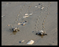 On track to the ocean