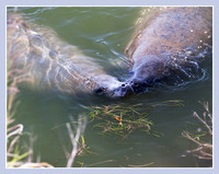 Affection