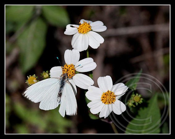 Great Southern White Butterfly