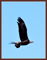 Bald Eagle with prey