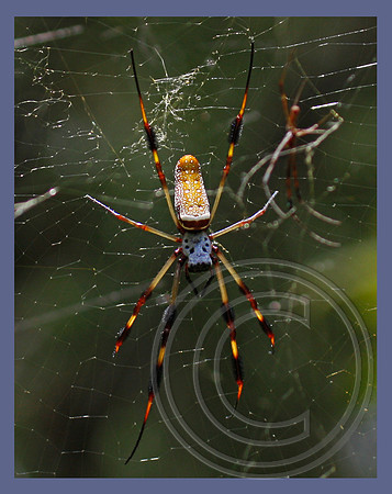 Golden-silk Spider