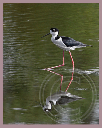 Reflection