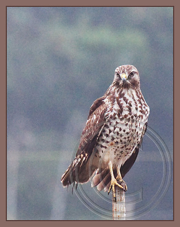 Perched