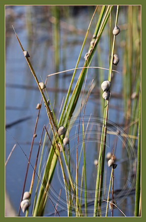 Periwinkles on marsh grass