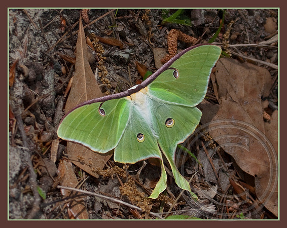 A Luna Moth