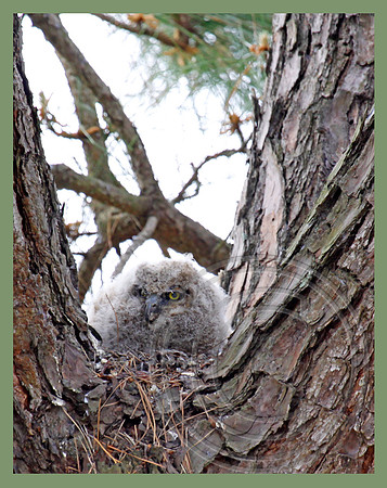 Great Horned Owl chick