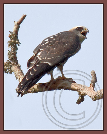 Mississippi Kite