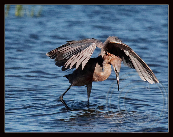 Reddish Egret