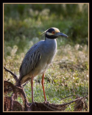 Yellow-crowned Night-heron