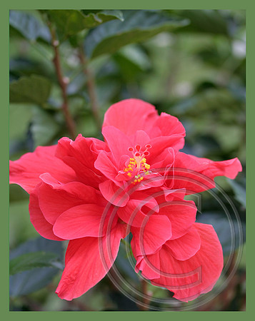 Blooming