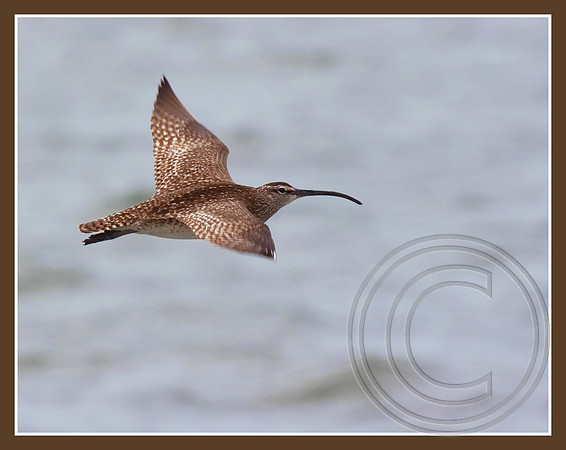 Whimbrel in flight