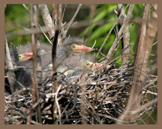 Three hatchlings