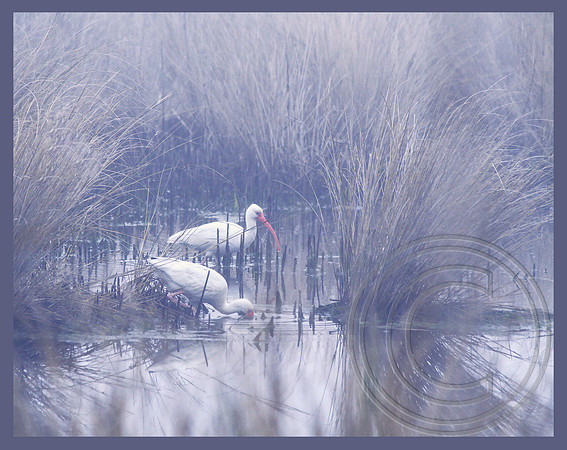 Feeding in the fog
