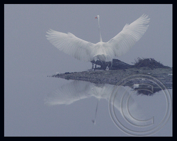 Outstretched wings
