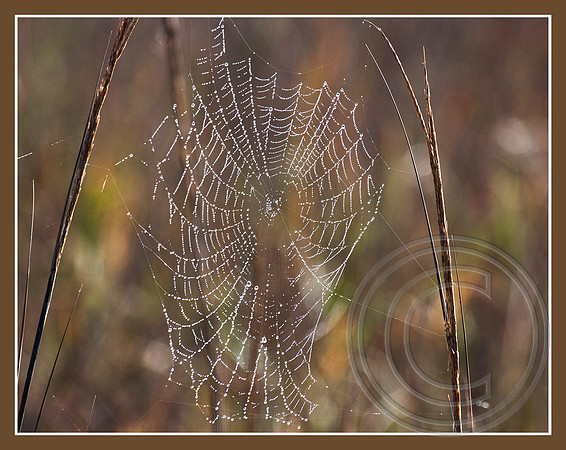 A web in the mist