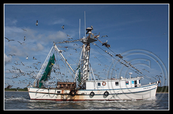 Shrimp boat & friends