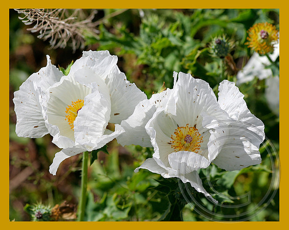 White wrinkled petals