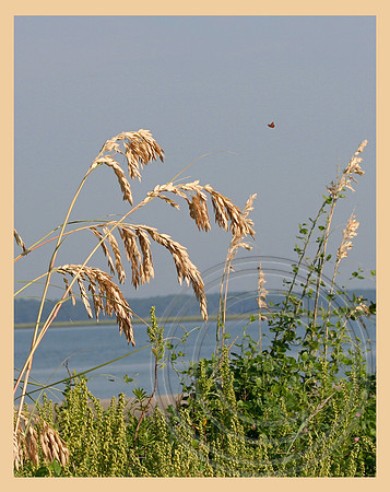Sea Oats