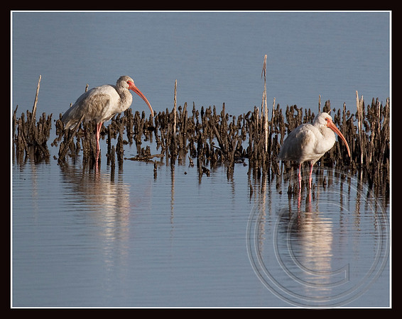 Immature White Ibis